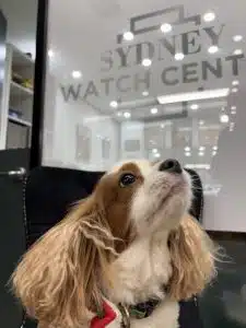 Photo of a dog in front of a sign saying 'Sydney Watch Centre'.